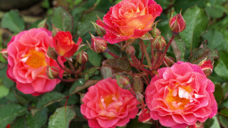 Red roses yellow center green - rose free wallpaper