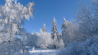 Snowy path trees person sunny 2 - regionalism free wallpaper