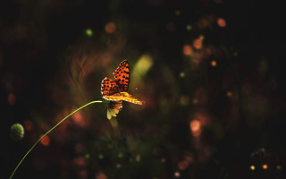 Butterfly flower dark bokeh macro - arthur pan free wallpaper