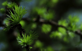 Branch leaves blue sky macro - a blue sky in the background free wallpaper for desktop