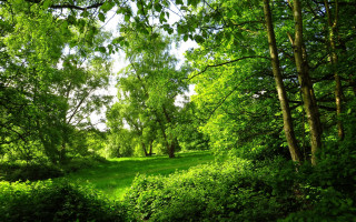 Lush green forest field bushes - lot of trees free wallpaper