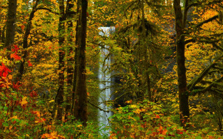 Waterfall forest autumn leaves impressionist - a waterfall in a forest free wallpaper