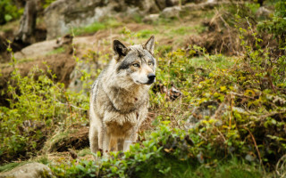 Sad wolf field bushes nature - caspar wolf free wallpaper
