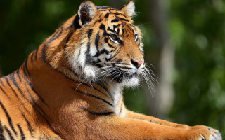 Tiger lying closed eyes blurry 2 - a forest of trees free wallpaper