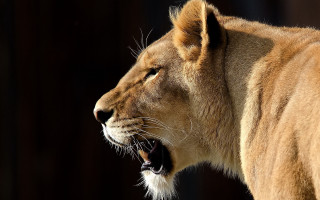 Lion roaring open mouth wildlife - mouth wide open free wallpaper