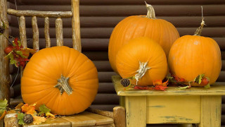 Pumpkins chair window folk art - anne rigney free wallpaper