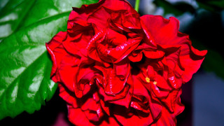 Red flower green leaves blue - a red flower free wallpaper