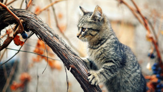 Cat branch distant gaze blurry - a branch of a tree free wallpaper
