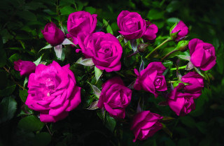 Pink roses bouquet green leaves - a bouquet free wallpaper