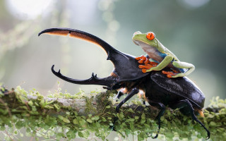 Frog beetle branch green leaves - a frog free wallpaper