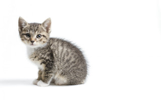 Small kitten white floor animal - ascii art free wallpaper