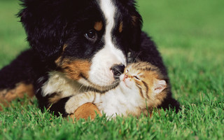 Dog cat playing in grass - one cat free wallpaper