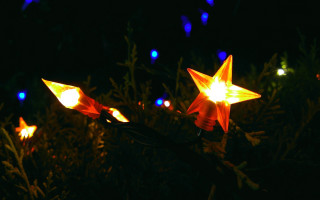 Glowing butterfly stars night forest - the dark night time free wallpaper