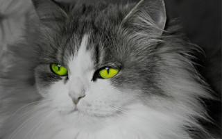Serious white cat green eyes - green free wallpaper