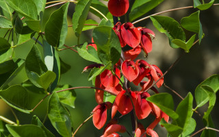 Red flowers branch leaves blurry - a blurry background free wallpaper for desktop