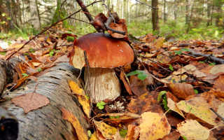 Mushroom stump autumn leaves fire - a mushroom free wallpaper