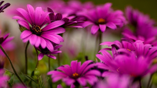 Purple flower field bokeh macro 5 - a field of grass and dirt free wallpaper