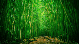 Bamboo forest path green leaves - dirt and grass free wallpaper