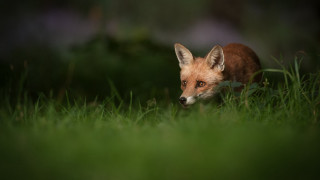 Small fox walking woods nature - the side of the picture free wallpaper