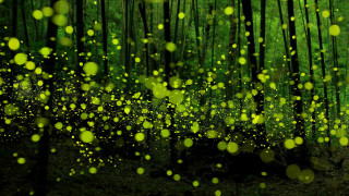 Fireflies christmas magic forest nature - firefly free wallpaper