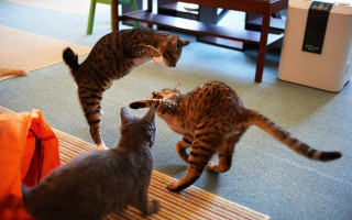 Cats rug table chair toyism - baiōken eishun free wallpaper