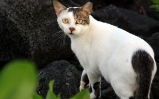 Cat rock sun green plant - a cat free wallpaper
