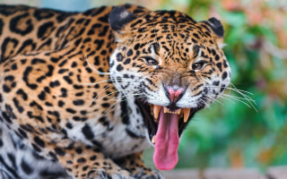Leopard open mouthed tongue blurry - a close up of a leopard free wallpaper