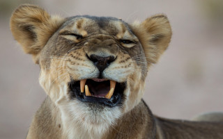 Lion open mouth puzzle photorealistic - tooth wide open free wallpaper