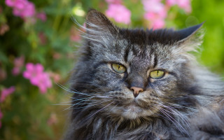 Cat bush pinkflowers impressionism animalfocus - brenda chamberlain free wallpaper