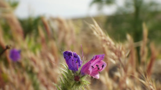 Purple flower field bokeh shallow - the middle of a field free wallpaper