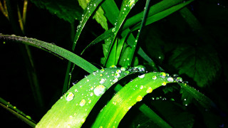 Green plant water drops macro 8 - a green plant free wallpaper