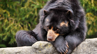Black bear rock wall forest 2 - a black bear free wallpaper