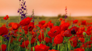 Red flowers pink sky field - pink free wallpaper for desktop