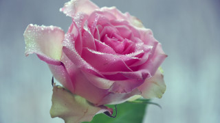 Pink rose water droplets macro 20 - rose free wallpaper