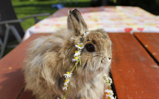 Rabbit flower picnic table impressionist - beatrix potter free wallpaper