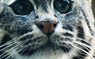 Cat closeup big eyes macro - a blurry background and a blurry background behind free wallpaper