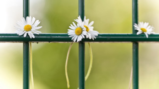 Daisy green fence post blurry - a blurry background of trees and grass free wallpaper