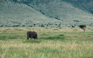 Elephant grassy field tree hills - an elephant free wallpaper
