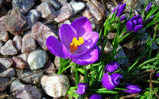 Purple flower rocks grass macro - growing free wallpaper