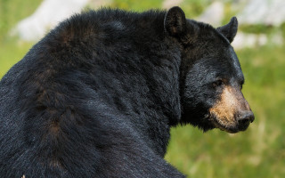Black bear brown face primitivism - back side free wallpaper