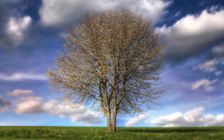 Tree field blue sky clouds 3 - benoit b. mandelbrot free wallpaper