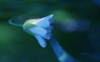 Blue flower water droplets macro - amano free wallpaper