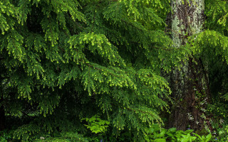 Tree bush leaves bear bird - fine foliage lace free wallpaper
