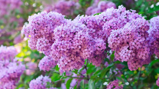 Purple flower bush sunlight blurry - together free wallpaper