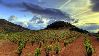 Mountain tree field clouds sky - a plane in the sky free wallpaper