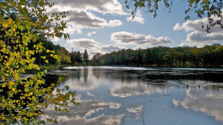 Lake forest clouds ducks blue - a few duck free wallpaper
