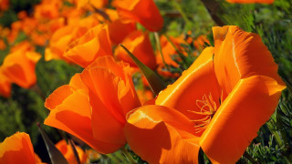 Orange flower field autumn nature - color free wallpaper