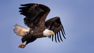 Bald eagle flying blue sky 2 - darrell riche free wallpaper