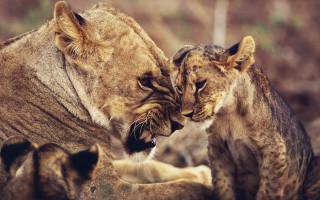 Lions playing wildlife bite sharp - wild free wallpaper