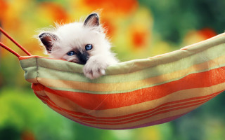 Small kitten hammock blue eyes - striped free wallpaper